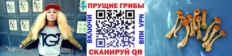 хочу   Абдулино  Псилоцибиновые грибы GOLDEN TEACHER 