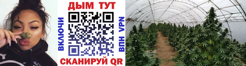 купить   Абдулино  Шишки марихуана THC 21% 